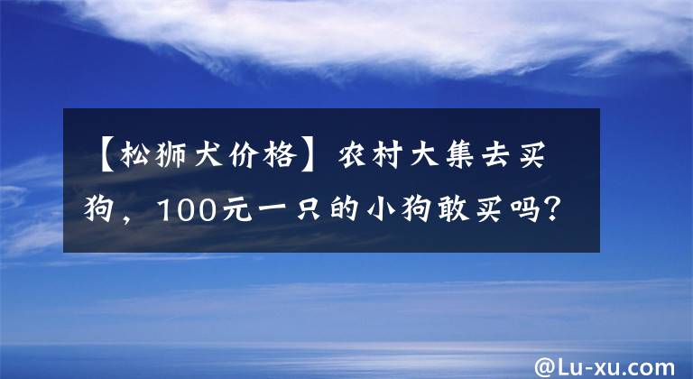 【松獅犬價格】農村大集去買狗，100元一只的小狗敢買嗎？