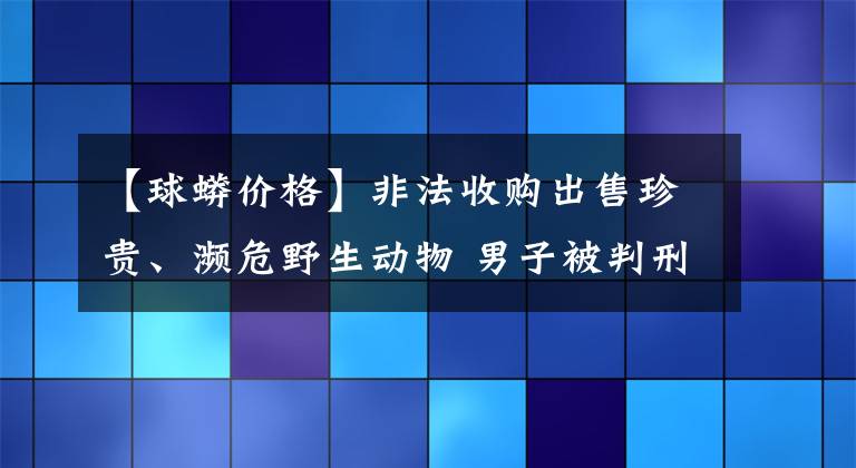 【球蟒價(jià)格】非法收購出售珍貴、瀕危野生動(dòng)物 男子被判刑并處罰金還要公開道歉