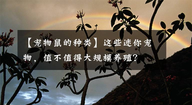 【寵物鼠的種類】這些迷你寵物，值不值得大規(guī)模養(yǎng)殖？