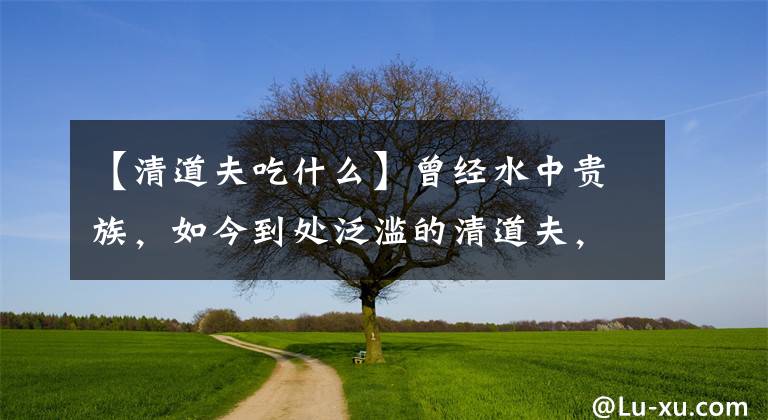 【清道夫吃什么】曾經(jīng)水中貴族，如今到處泛濫的清道夫，為何沒有人做菜吃？