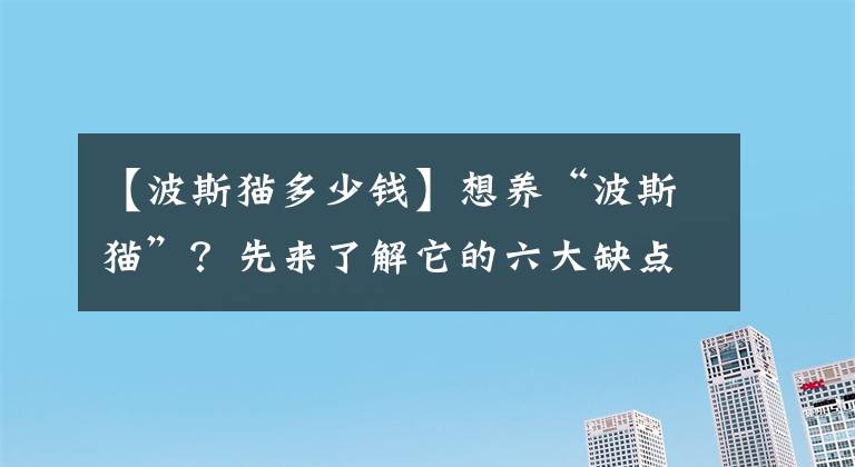 【波斯貓多少錢】想養(yǎng)“波斯貓”？先來了解它的六大缺點