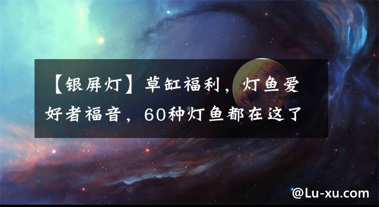 【銀屏燈】草缸福利，燈魚愛好者福音，60種燈魚都在這了