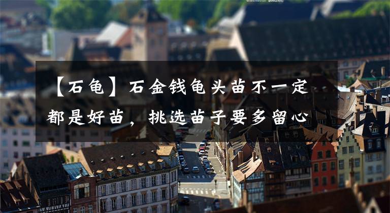 【石龜】石金錢龜頭苗不一定都是好苗，挑選苗子要多留心！謹(jǐn)防吃虧