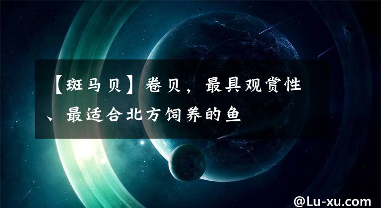 【斑馬貝】卷貝，最具觀賞性、最適合北方飼養(yǎng)的魚(yú)