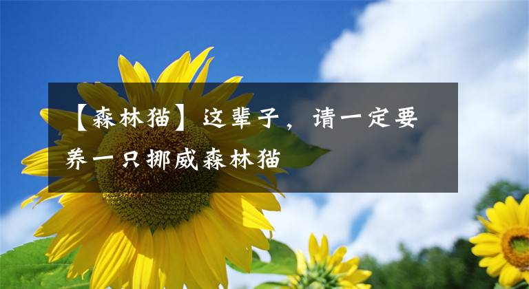 【森林貓】這輩子，請一定要養(yǎng)一只挪威森林貓