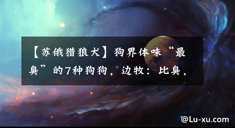 【蘇俄獵狼犬】狗界體味“最臭”的7種狗狗，邊牧：比臭，你們贏了