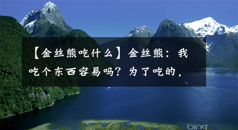 【金絲熊吃什么】金絲熊：我吃個東西容易嗎？為了吃的，我的臉都變形了！