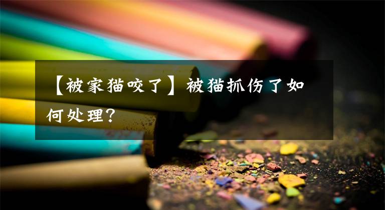 【被家貓咬了】被貓抓傷了如何處理？