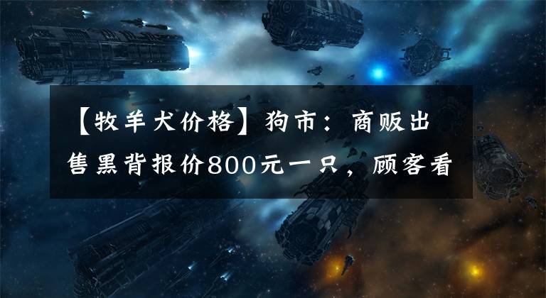 【牧羊犬價格】狗市：商販出售黑背報價800元一只，顧客看中爽快成交！