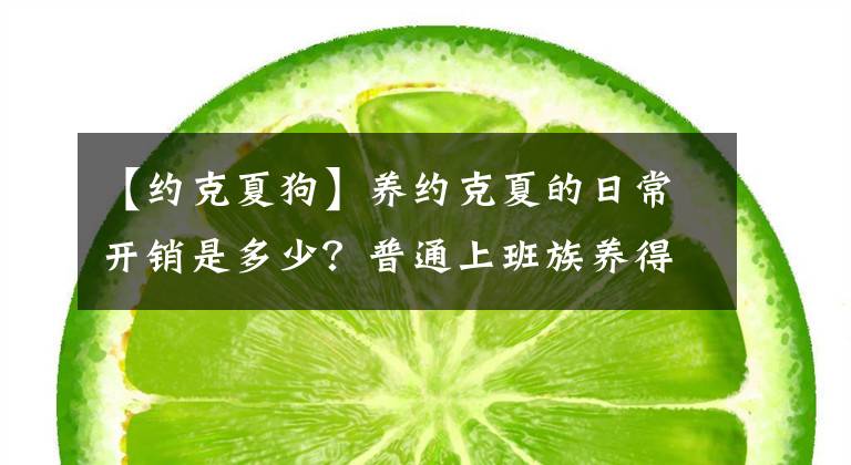 【約克夏狗】養(yǎng)約克夏的日常開(kāi)銷是多少？普通上班族養(yǎng)得起嗎？