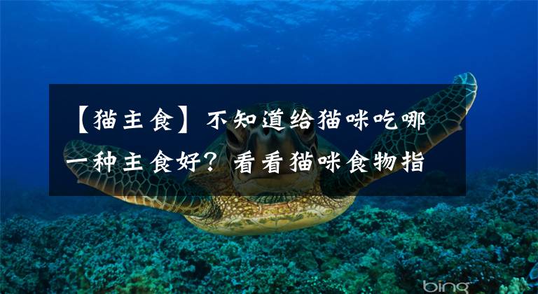 【貓主食】不知道給貓咪吃哪一種主食好？看看貓咪食物指南再做決定