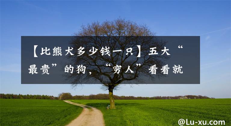 【比熊犬多少錢一只】五大“最貴”的狗，“窮人”看看就好，真心養(yǎng)不起