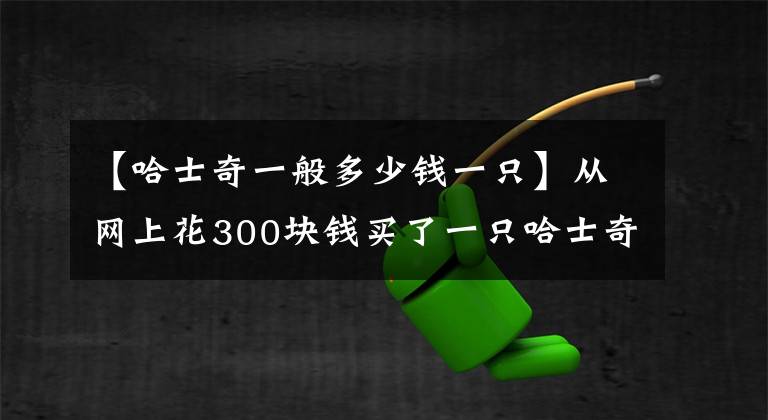 【哈士奇一般多少錢一只】從網(wǎng)上花300塊錢買了一只哈士奇，收到貨后才知被騙慘了！