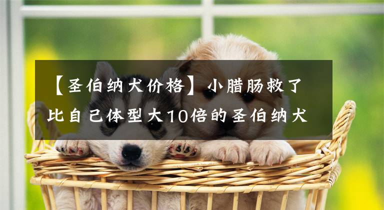 【圣伯納犬價(jià)格】小臘腸救了比自己體型大10倍的圣伯納犬，因?yàn)樗鼈兪呛门笥?></a></div> <div   id=