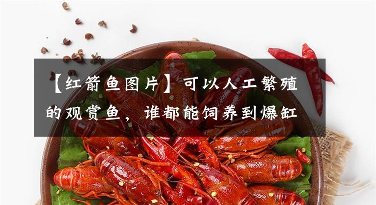 【紅箭魚圖片】可以人工繁殖的觀賞魚，誰都能飼養(yǎng)到爆缸，只是爆缸之后咋辦？