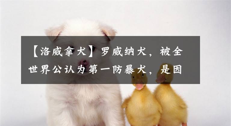 【洛威拿犬】羅威納犬，被全世界公認(rèn)為第一防暴犬，是因它有這么多優(yōu)點(diǎn)