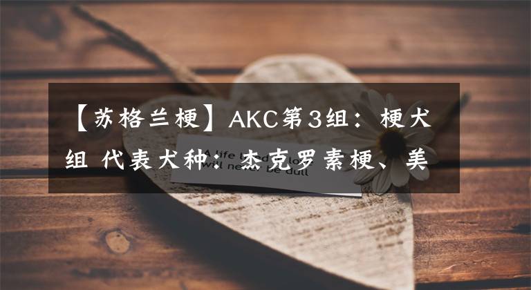 【蘇格蘭梗】AKC第3組：梗犬組 代表犬種：杰克羅素梗、美國斯塔福梗