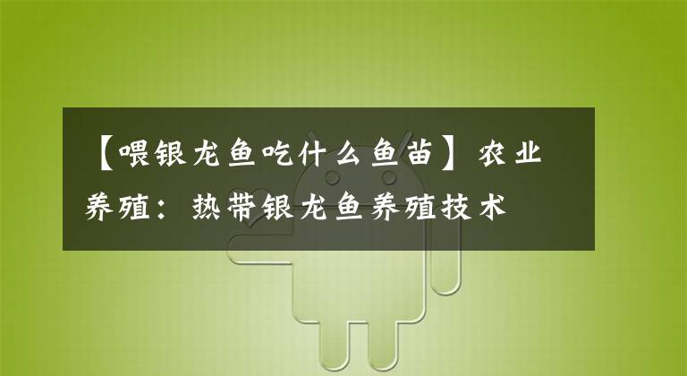 【喂銀龍魚吃什么魚苗】農(nóng)業(yè)養(yǎng)殖：熱帶銀龍魚養(yǎng)殖技術(shù)