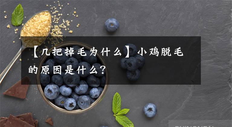 【幾把掉毛為什么】小雞脫毛的原因是什么？