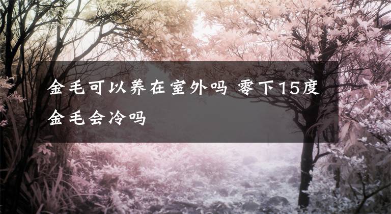 金毛可以養(yǎng)在室外嗎 零下15度金毛會冷嗎