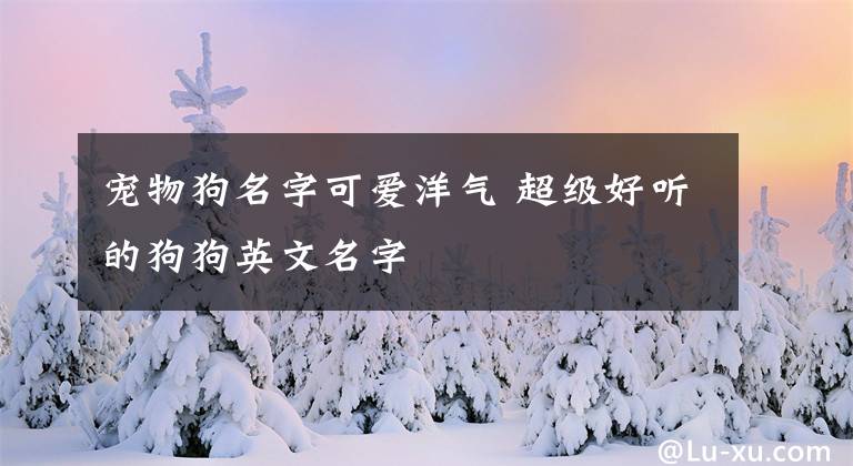 寵物狗名字可愛洋氣 超級好聽的狗狗英文名字