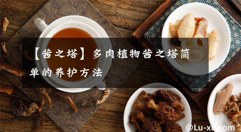 【茜之塔】多肉植物茜之塔簡單的養(yǎng)護方法