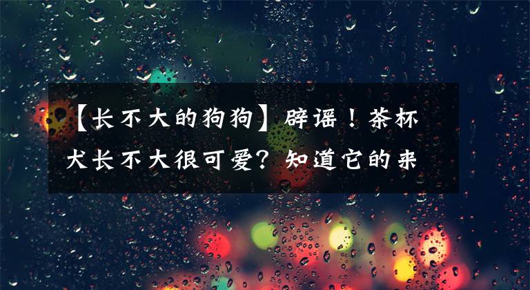 【長不大的狗狗】辟謠！茶杯犬長不大很可愛？知道它的來源，就再也不想養(yǎng)了