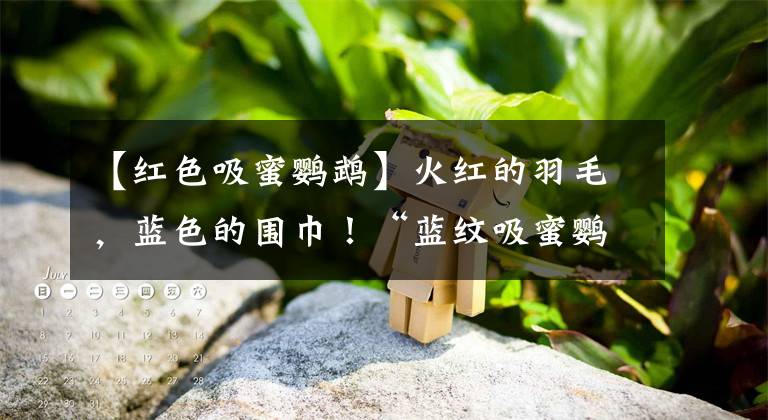 【紅色吸蜜鸚鵡】火紅的羽毛，藍(lán)色的圍巾！“藍(lán)紋吸蜜鸚鵡”