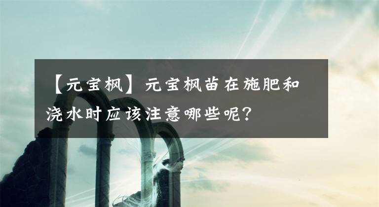 【元寶楓】元寶楓苗在施肥和澆水時應該注意哪些呢？