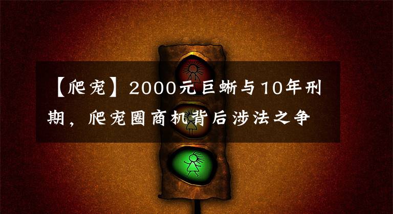 【爬寵】2000元巨蜥與10年刑期，爬寵圈商機背后涉法之爭