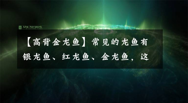 【高背金龍魚】常見的龍魚有銀龍魚、紅龍魚、金龍魚，這期分享各個(gè)洲龍魚品種