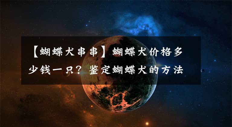 【蝴蝶犬串串】蝴蝶犬價格多少錢一只？鑒定蝴蝶犬的方法大全是什么？