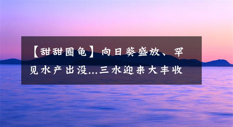 【甜甜圈龜】向日葵盛放、罕見水產(chǎn)出沒...三水迎來大豐收，趕緊看！