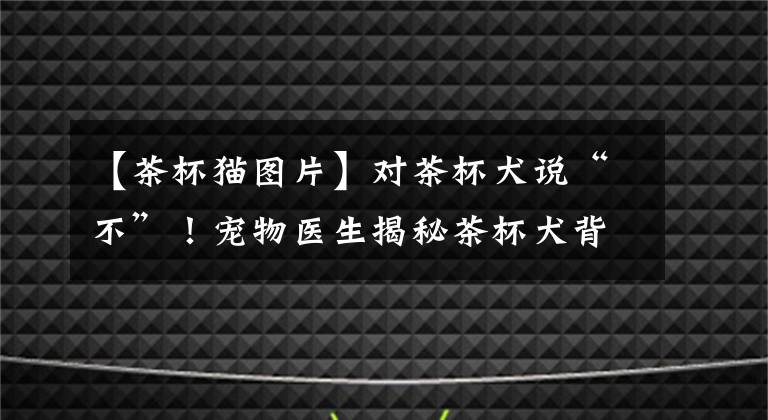 【茶杯貓圖片】對茶杯犬說“不”！寵物醫(yī)生揭秘茶杯犬背后的可怕真相