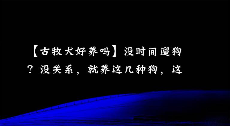 【古牧犬好養(yǎng)嗎】沒時(shí)間遛狗？沒關(guān)系，就養(yǎng)這幾種狗，這下子懶人有救了