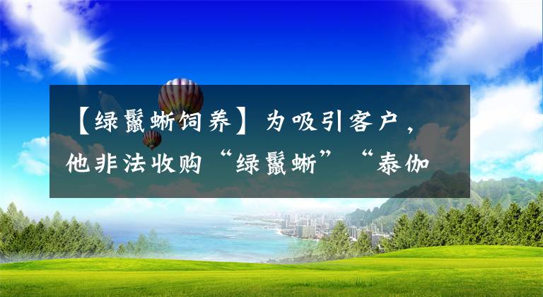 【綠鬣蜥飼養(yǎng)】為吸引客戶，他非法收購“綠鬣蜥”“泰伽巨蜥”“黑喉巨蜥”