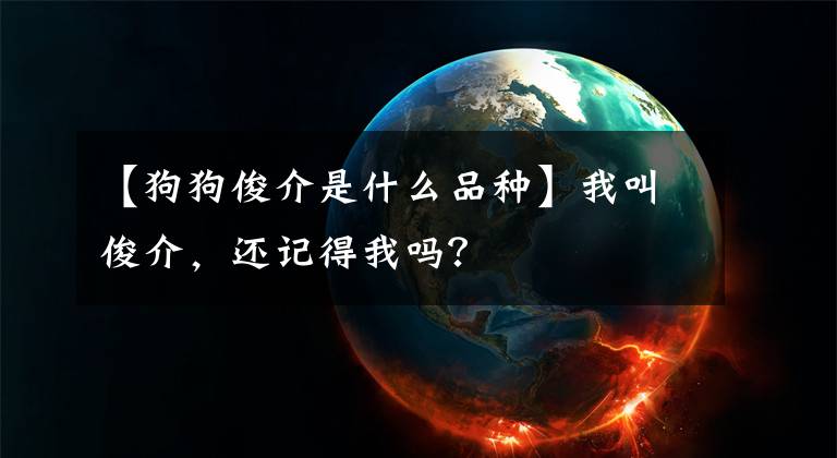 【狗狗俊介是什么品種】我叫俊介，還記得我嗎？