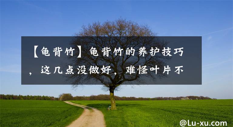 【龜背竹】龜背竹的養(yǎng)護(hù)技巧，這幾點(diǎn)沒(méi)做好，難怪葉片不開(kāi)背