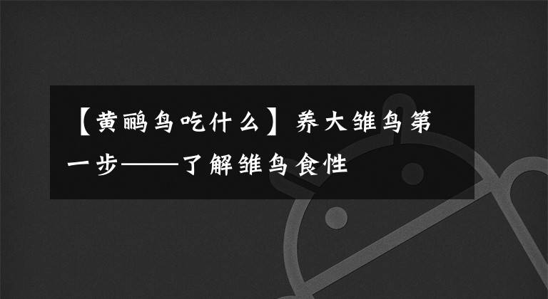 【黃鸝鳥(niǎo)吃什么】養(yǎng)大雛鳥(niǎo)第一步——了解雛鳥(niǎo)食性