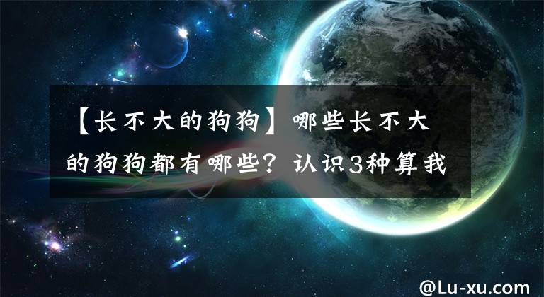 【長不大的狗狗】哪些長不大的狗狗都有哪些？認識3種算我輸