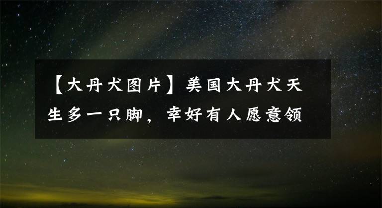 【大丹犬圖片】美國大丹犬天生多一只腳，幸好有人愿意領(lǐng)養(yǎng)，讓它擁有幸福新生活