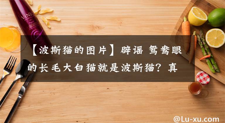 【波斯貓的圖片】辟謠 鴛鴦眼的長毛大白貓就是波斯貓？真正的波斯貓是這個樣子的