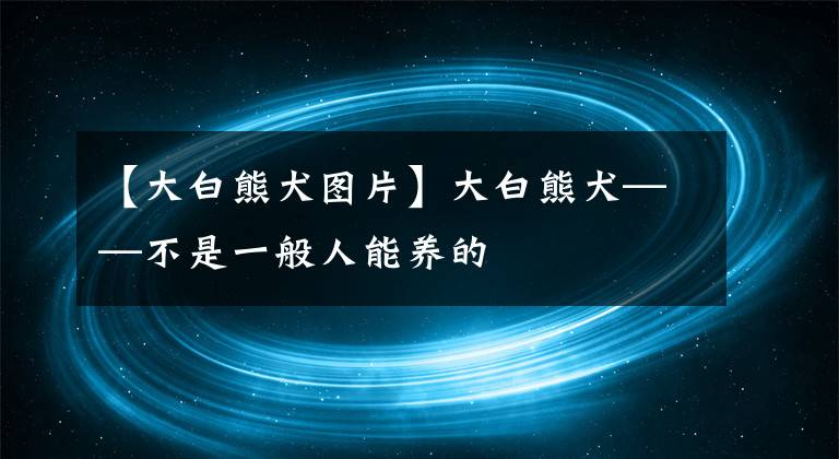 【大白熊犬圖片】大白熊犬——不是一般人能養(yǎng)的