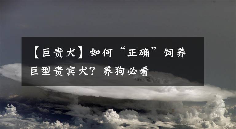 【巨貴犬】如何“正確”飼養(yǎng)巨型貴賓犬？養(yǎng)狗必看