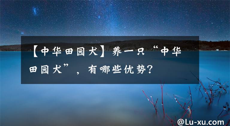 【中華田園犬】養(yǎng)一只“中華田園犬”，有哪些優(yōu)勢？