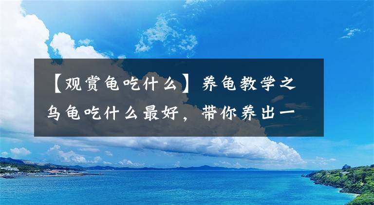 【觀賞龜吃什么】養(yǎng)龜教學(xué)之烏龜吃什么最好，帶你養(yǎng)出一個(gè)健康的烏龜