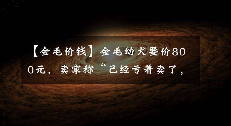 【金毛價錢】金毛幼犬要價800元，賣家稱“已經(jīng)虧著賣了，不可能再少！”