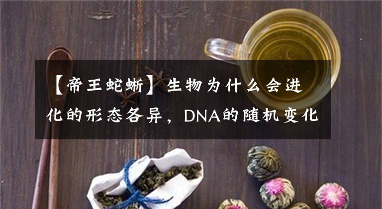 【帝王蛇蜥】生物為什么會進(jìn)化的形態(tài)各異，DNA的隨機變化是如何隨心所欲的？