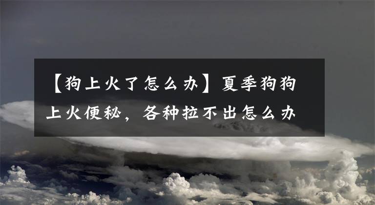 【狗上火了怎么辦】夏季狗狗上火便秘，各種拉不出怎么辦？