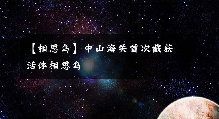 【相思鳥】中山海關(guān)首次截獲活體相思鳥